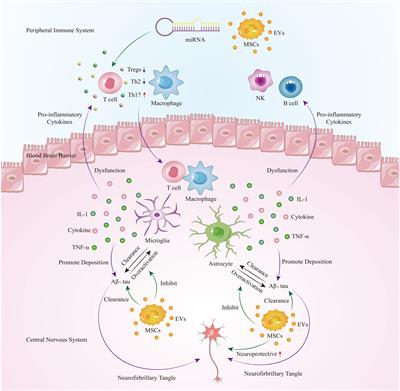 The immunomodulatory effects of mesenchymal stem cell-derived extracellular vesicles in Alzheimer's disease